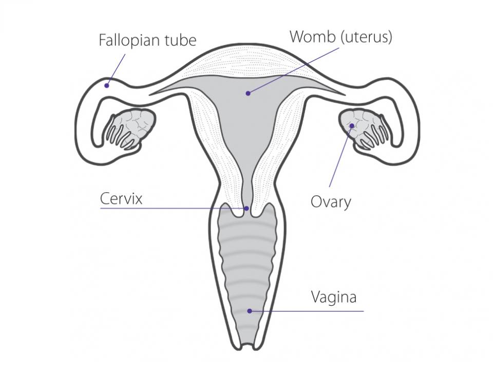 Womb cancer | Irish Cancer Society